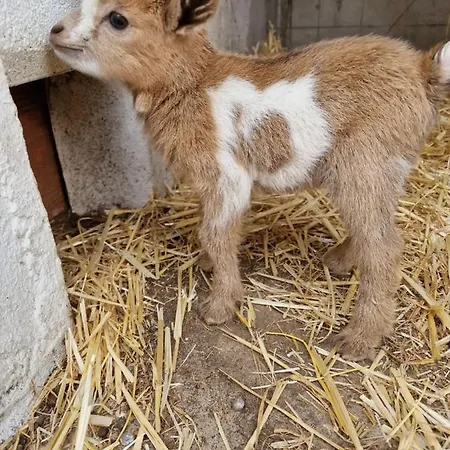 Casa Nikana Vila Turcifal