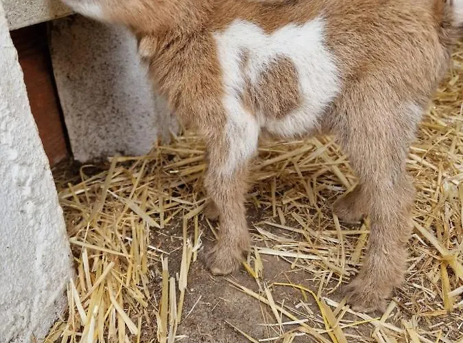 Casa Nikana Villa Turcifal